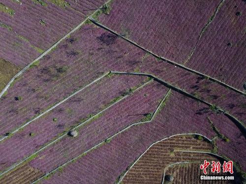 贵州黔西：头花蓼进入采收季