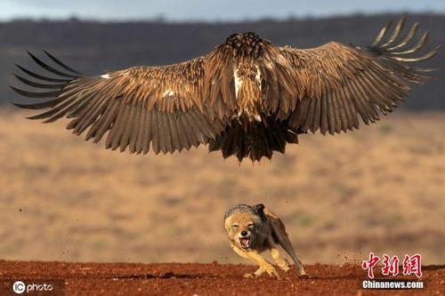 豺狼与秃鹫在南非上演夺食大战 战况激烈