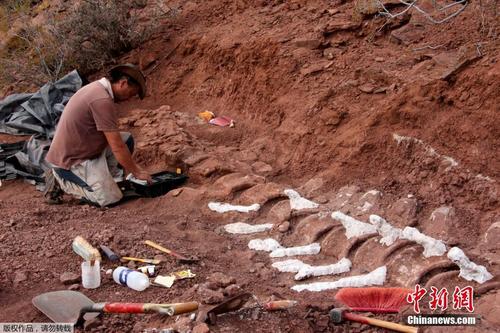 阿根廷发现9800万年前恐龙化石 