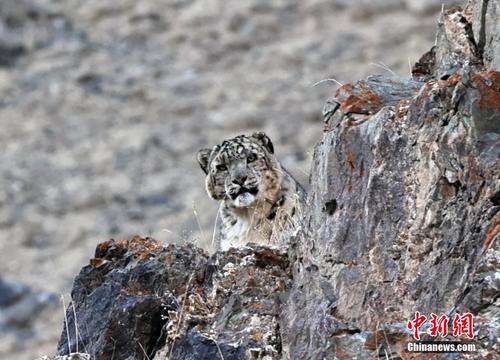 新疆和静县境内拍到“雪山之王”