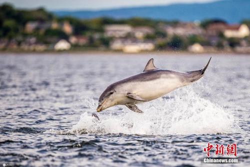 苏格兰宽吻海豚优雅跃出水面 空中腾跃姿态万千