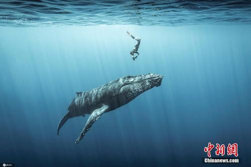 深海“共舞”！印度洋座头鲸与潜水者嬉戏同游