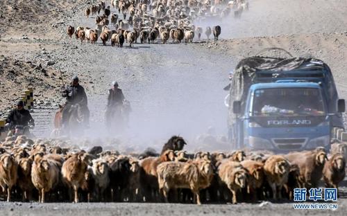新疆福海县牧民迎来春季转场