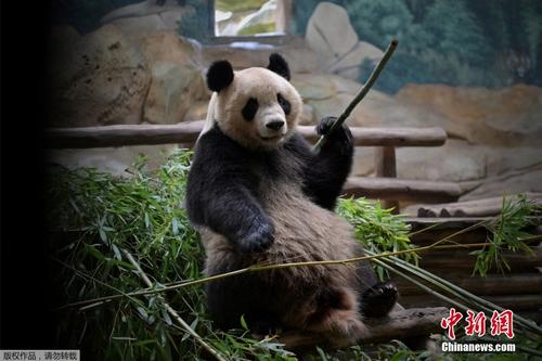 旅法大熊猫将诞下双胞胎 动物园做好“接生”准备
