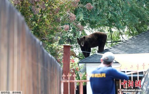 熊来了！美国加州黑熊“漫步”居民区屋顶