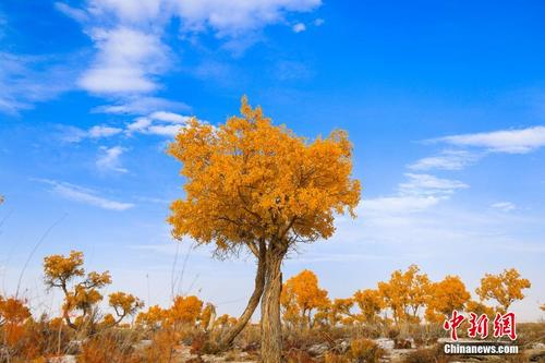 新疆博湖：金色胡杨展现金秋美景