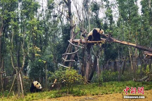 成都大熊猫繁育研究基地扩建区即将开放