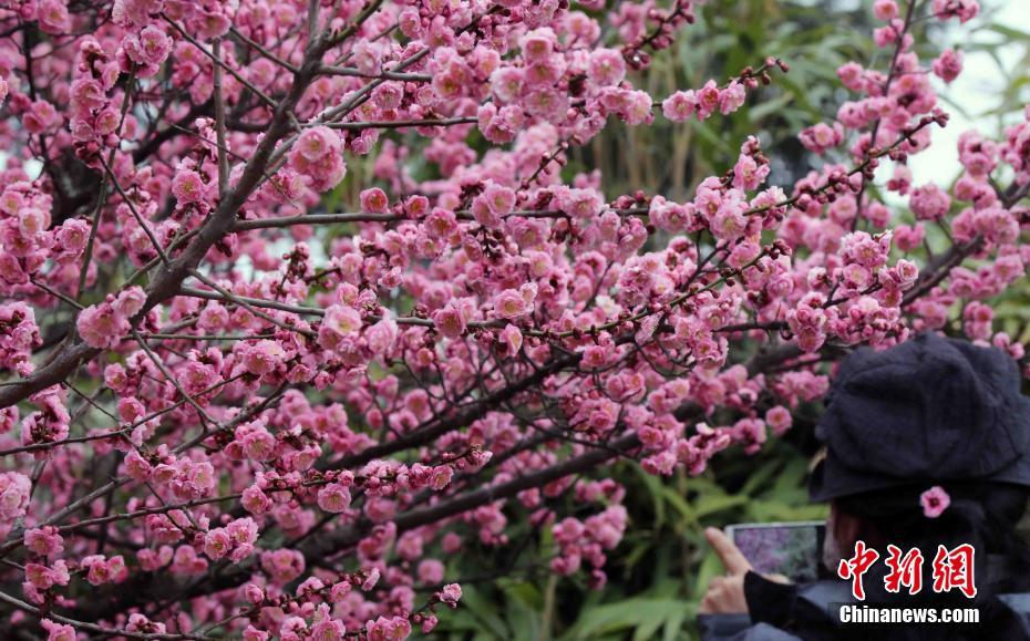 中国梅花之乡举行梅花节