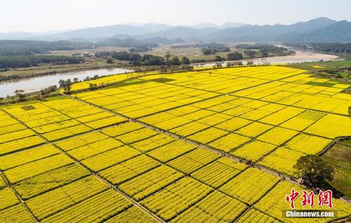 航拍江西吉水千亩油菜花海 如铺“金色地毯” 