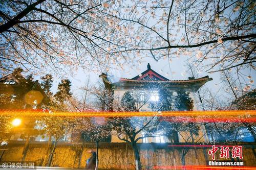 春分时节 南京鸡鸣寺路“夜樱”烂漫