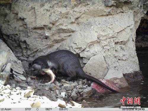 红外相机记录欧亚水獭捕食鱼类影像