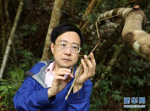中国科学家首次野外放归世界最长昆虫幼体 