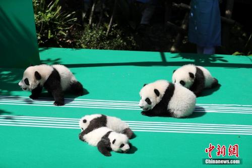 12只新生熊猫宝宝变成“音符”满地打滚