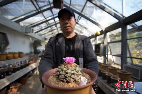 杭州上百岁龟甲牡丹开花 被称为“植物中的大熊猫”