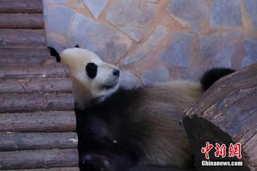 冬天来吸大熊猫 看“滚滚”的各种憨态