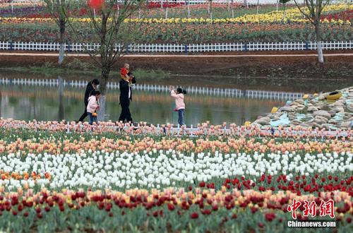 陕西洛南县首届郁金香节开幕 