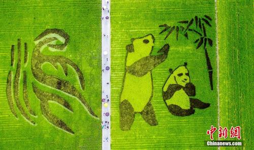 成都一稻田现巨型“大熊猫”图案 