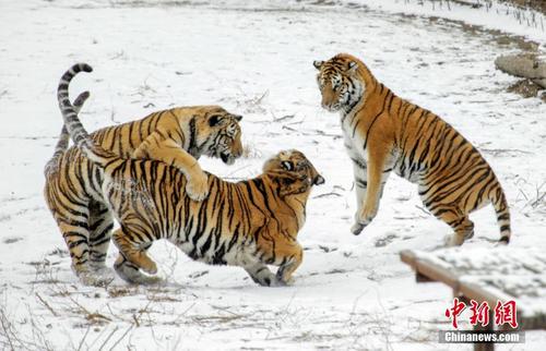 哈尔滨迎立冬后首场雪 东北虎雪地撒欢