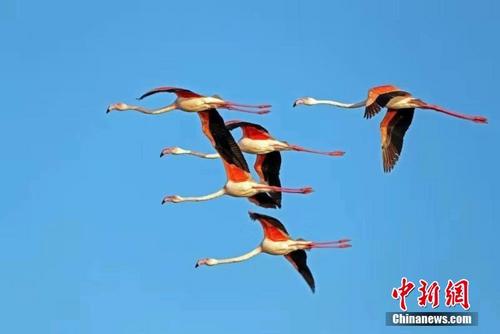 8只野生火烈鸟飞临中国死海 展现动人姿态