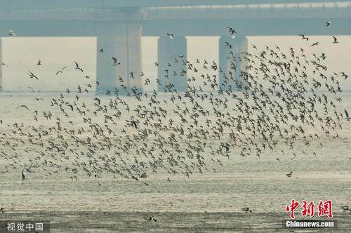 青岛大批水鸟栖息“两河”入海口湿地越冬