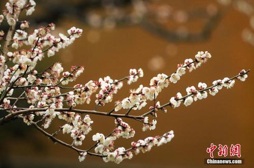 杭州永福寺梅花迎春绽放