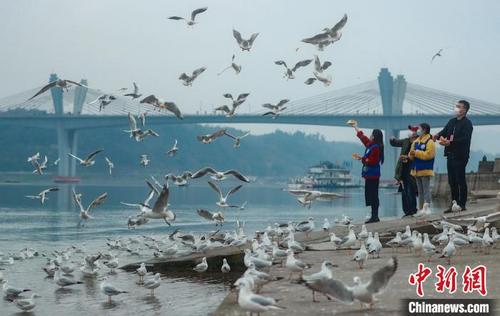 四川泸州“绿芽”志愿者定时投喂红嘴鸥 确保不断粮