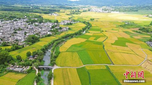 安徽黟县南屏古村 稻谷飘香一派秋收