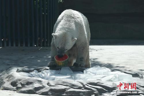 北京动物园动物避暑有“凉”方