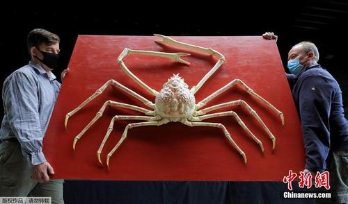 罕见巨型日本蜘蛛蟹将被拍卖