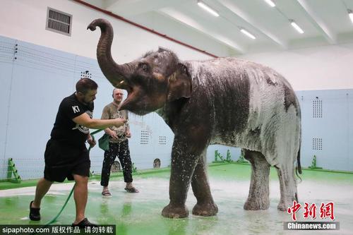 莫斯科国家马戏团为大象妮可洗澡庆生