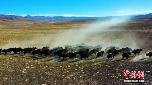 高原霸主野牦牛组团迁徙