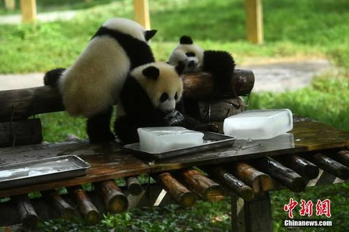 大熊猫用冰块消暑