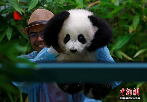 马来西亚新生熊猫宝宝首亮相 表情萌化