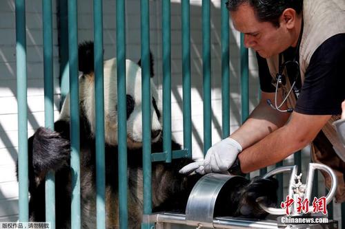 墨西哥兽医为大熊猫“欣欣”体检 滚滚乖巧配合