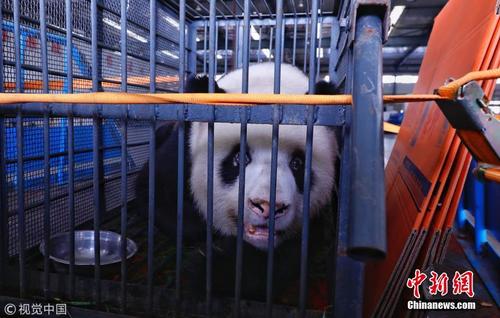 大熊猫鼻头手掌发白 回都江堰基地调养