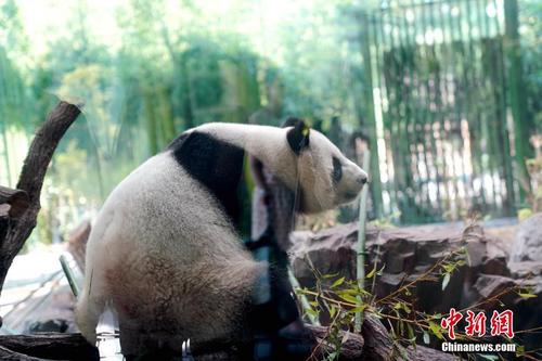 大熊猫来德一周年 “国际大明星”的幸福小生活
