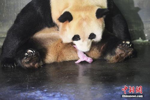 野外引种大熊猫“草草”产下龙凤胎