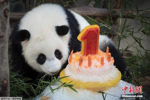 旅居马来西亚大熊猫宝宝庆祝1岁生日 
