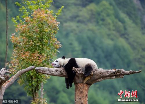 四川阿坝保护基地内大熊猫抱团玩耍萌态十足