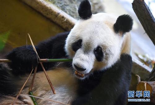 大熊猫“园园”正式亮相维也纳 