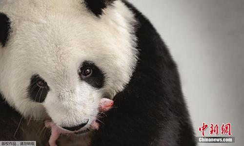旅德大熊猫“梦梦”顺利进入“母亲”角色
