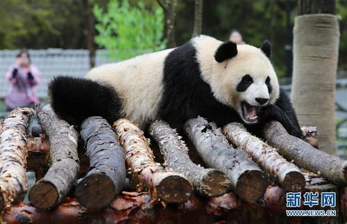 甲勿海大熊猫保护研究园开园