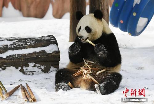 大熊猫雪地开“吃播” 尽显“吃货”本色
