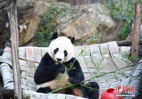 旅美大熊猫“贝贝”回国