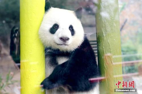 旅德大熊猫双胞胎将“迎客” 柏林再燃“熊猫热”