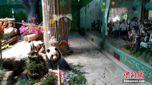 大熊猫双胞胎兄弟迎来5周岁生日