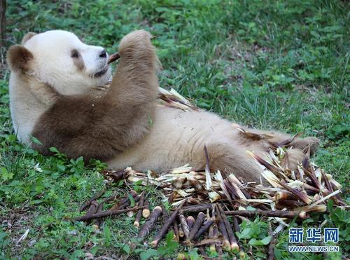 棕色大熊猫“七仔”的幸福生活