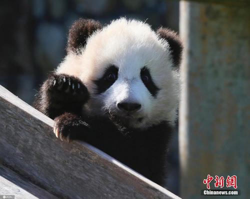 日本大熊猫宝宝“枫滨”晒日光浴