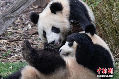 萌的二次方 柏林动物园双胞胎大熊猫嬉戏打闹