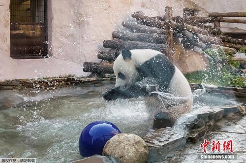 莫斯科天气炎热 动物园大熊猫北极熊戏水消暑萌萌哒